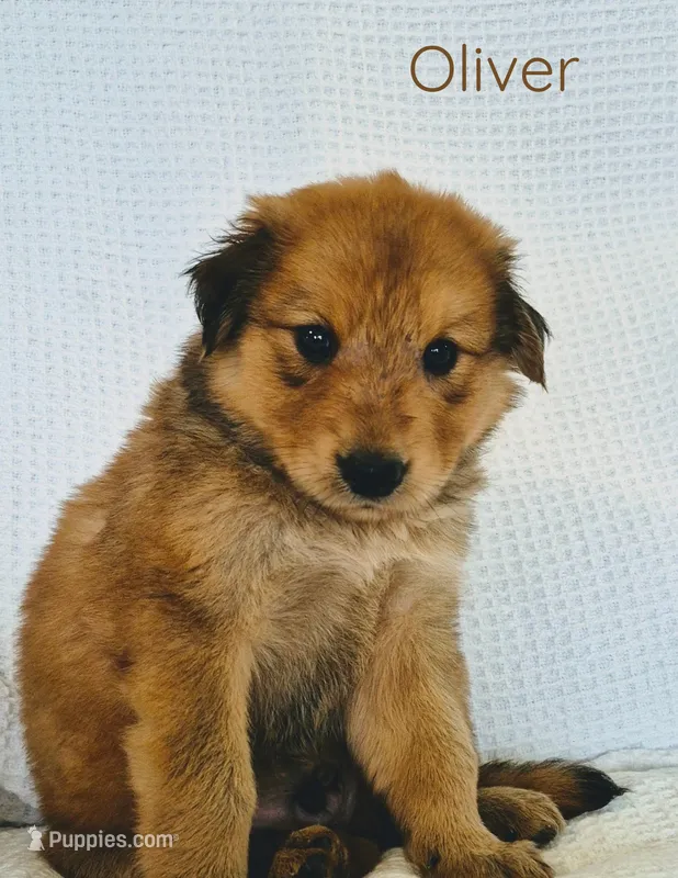 Oliver – Australian Cattle Dog, Collie puppy on hold in Corsicana, TX