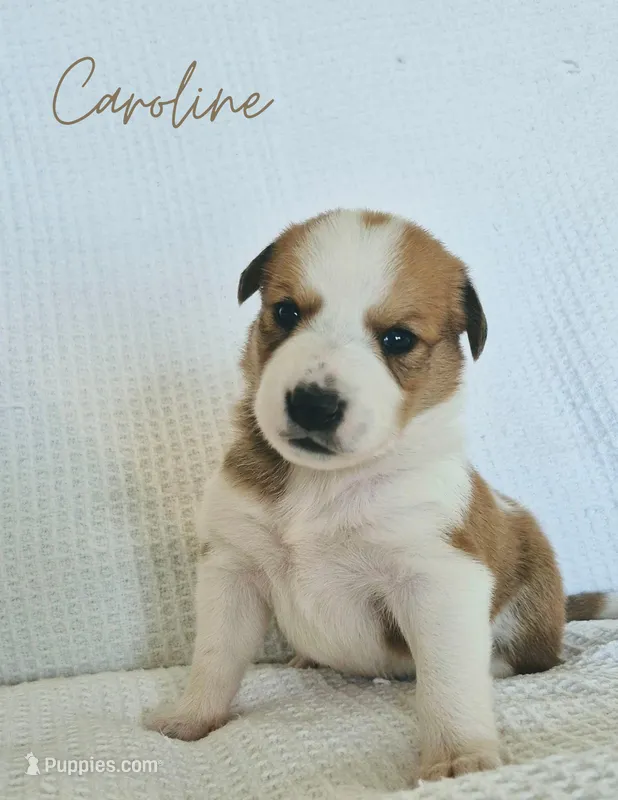 Caroline – Australian Cattle Dog, Collie puppy for sale in Corsicana, TX