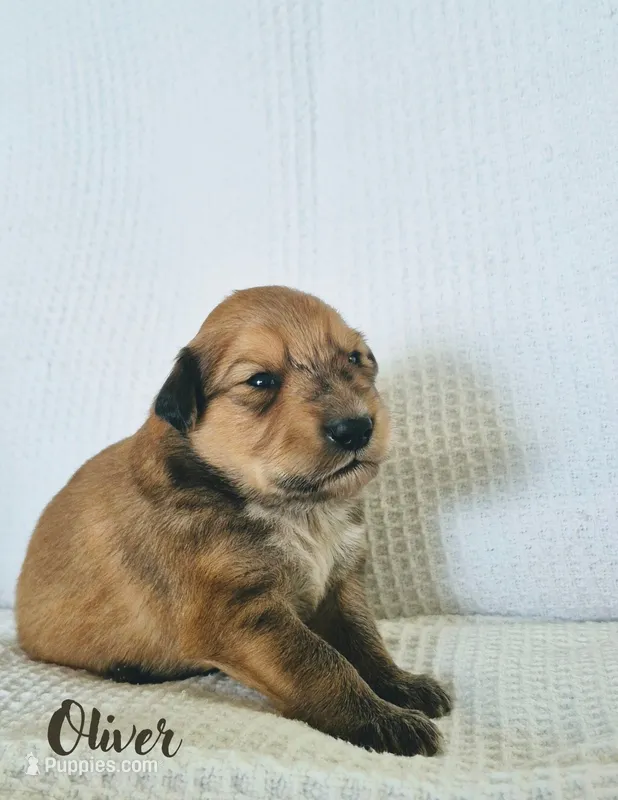 Oliver – Australian Cattle Dog, Collie puppy for sale in Corsicana, TX