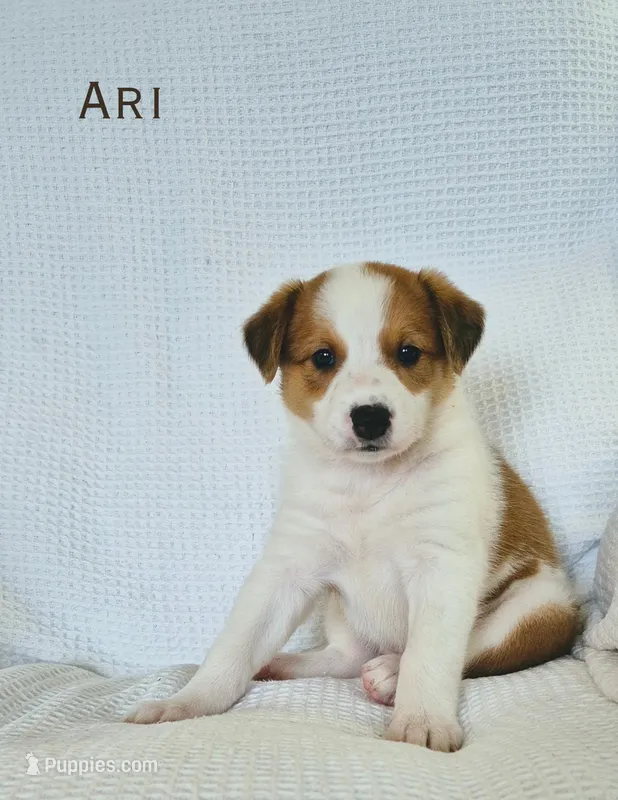 Ari – Australian Cattle Dog, Collie puppy for sale in Corsicana, TX