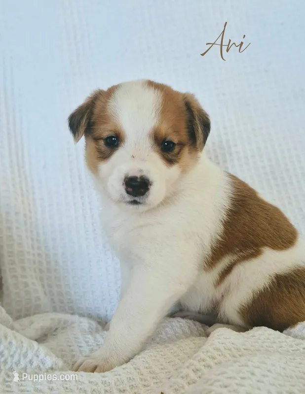 Ari – Australian Cattle Dog, Collie puppy for sale in Corsicana, TX