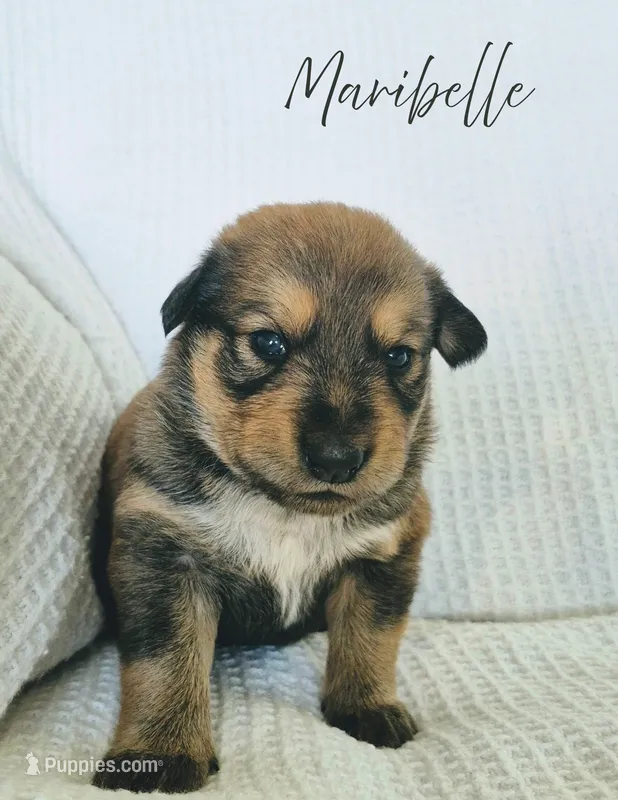 Maribelle – Australian Cattle Dog, Collie puppy for sale in Corsicana, TX
