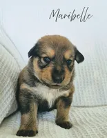 Maribelle, a female Australian Cattle Dog and Collie for sale in Corsicana, TX – 1 of 3