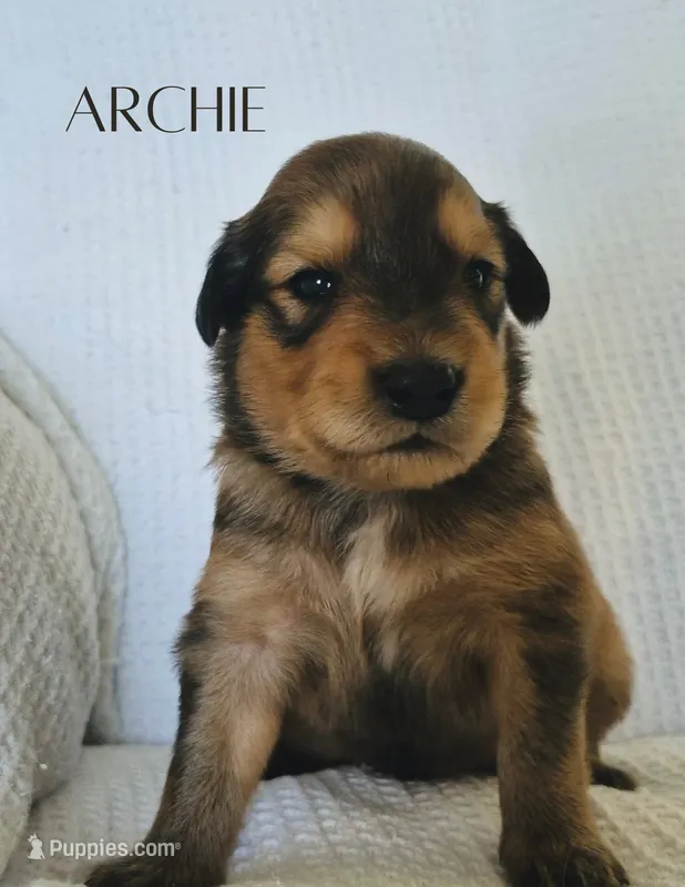 Archie – Australian Cattle Dog, Collie puppy for sale in Corsicana, TX