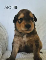 Archie, a male Australian Cattle Dog and Collie for sale in Corsicana, TX – 1 of 3