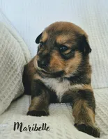 Maribelle, a female Australian Cattle Dog and Collie for sale in Corsicana, TX – 2 of 3