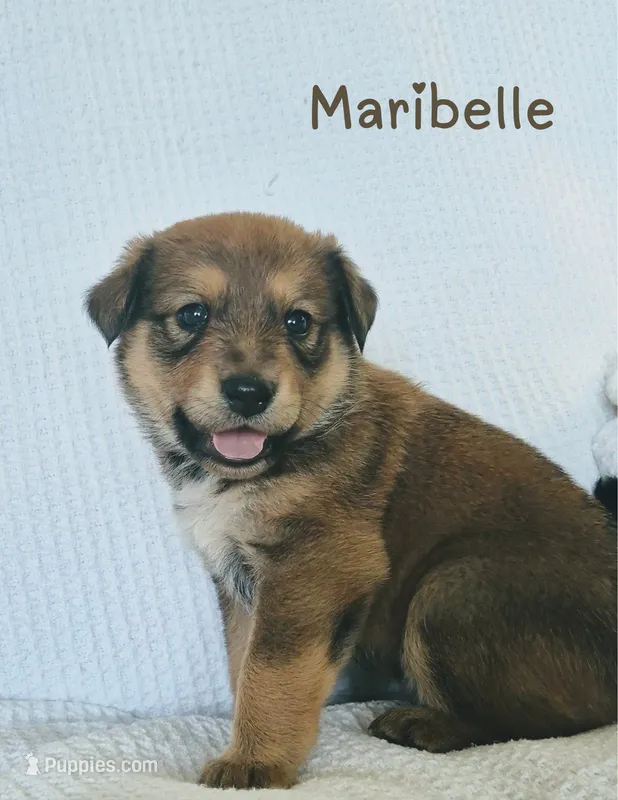 Maribelle – Australian Cattle Dog, Collie puppy for sale in Corsicana, TX