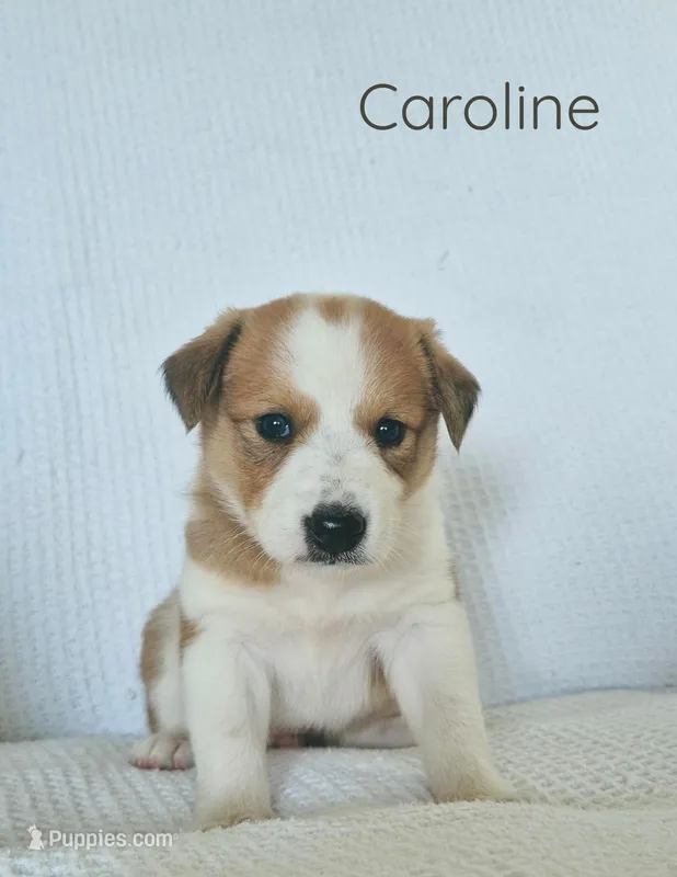 Caroline – Australian Cattle Dog, Collie puppy for sale in Corsicana, TX