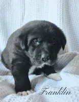 Franklin, a male Anatolian Shepherd Dog and Great Pyrenees for sale in Corsicana, TX – Photo 4 of 7