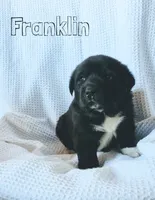 Franklin, a male Anatolian Shepherd Dog and Great Pyrenees for sale in Corsicana, TX – Photo 2 of 7