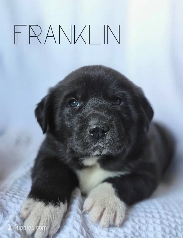 Franklin