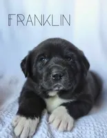 Franklin, a male Anatolian Shepherd Dog and Great Pyrenees for sale in Corsicana, TX – Photo 1 of 7