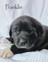Franklin, a male Anatolian Shepherd Dog and Great Pyrenees for sale in Corsicana, TX – Photo 3 of 7