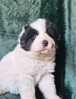 Lulu, a female Anatolian Shepherd Dog and Great Pyrenees for sale in Corsicana, TX – Photo 5 of 8