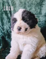 Lulu, a female Anatolian Shepherd Dog and Great Pyrenees for sale in Corsicana, TX – Photo 2 of 8