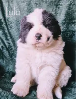 Lulu, a female Anatolian Shepherd Dog and Great Pyrenees for sale in Corsicana, TX – Photo 4 of 8