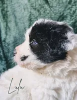 Lulu, a female Anatolian Shepherd Dog and Great Pyrenees for sale in Corsicana, TX – Photo 6 of 8