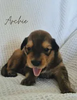 Archie, a male Australian Cattle Dog and Collie for sale in Corsicana, TX – 2 of 3