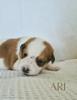Ari, a female Australian Cattle Dog and Collie for sale in Corsicana, TX – 2 of 3