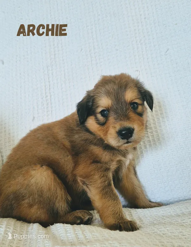 Archie – Australian Cattle Dog, Collie puppy for sale in Corsicana, TX