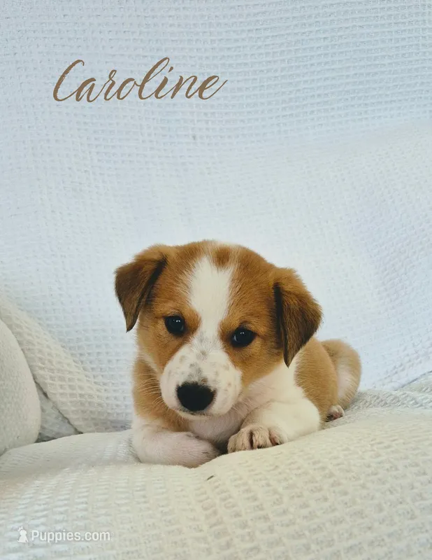 Caroline – Australian Cattle Dog, Collie puppy for sale in Corsicana, TX