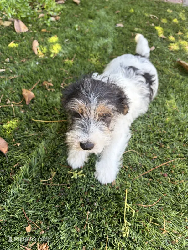 Deuce Rough Coat  – Jack Russell Terrier puppy for sale in Hollister, CA