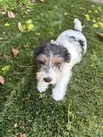 Deuce Rough Coat , a male Jack Russell Terrier for sale in Hollister, CA – 1 of 1