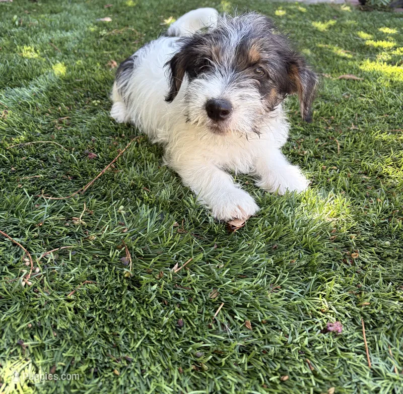 Ace  Rough Coat  – Jack Russell Terrier puppy for sale in Hollister, CA