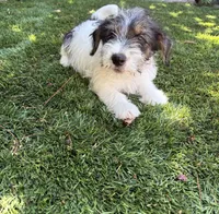 Ace  Rough Coat , a male Jack Russell Terrier for sale in Hollister, CA – 1 of 1