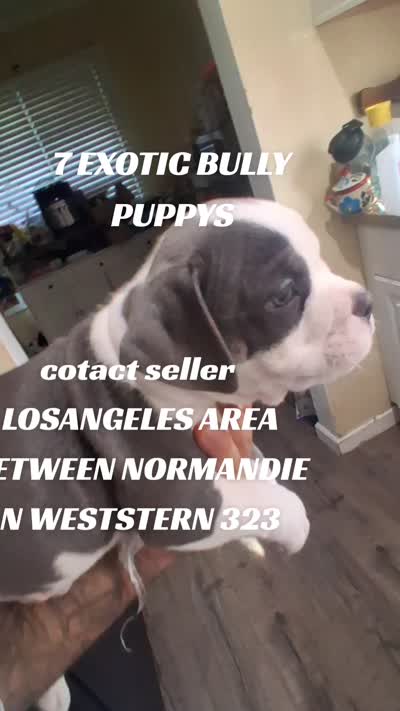 Puppy1, a male American Bully for sale in Los Angeles, CA – 2 of 2