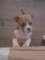 Puppy1, a male American Bully for sale in Los Angeles, CA – 1 of 2