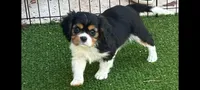 Tri-color male yellow collar, a male Cavalier King Charles Spaniel for sale in Abilene, TX – Photo 1 of 7