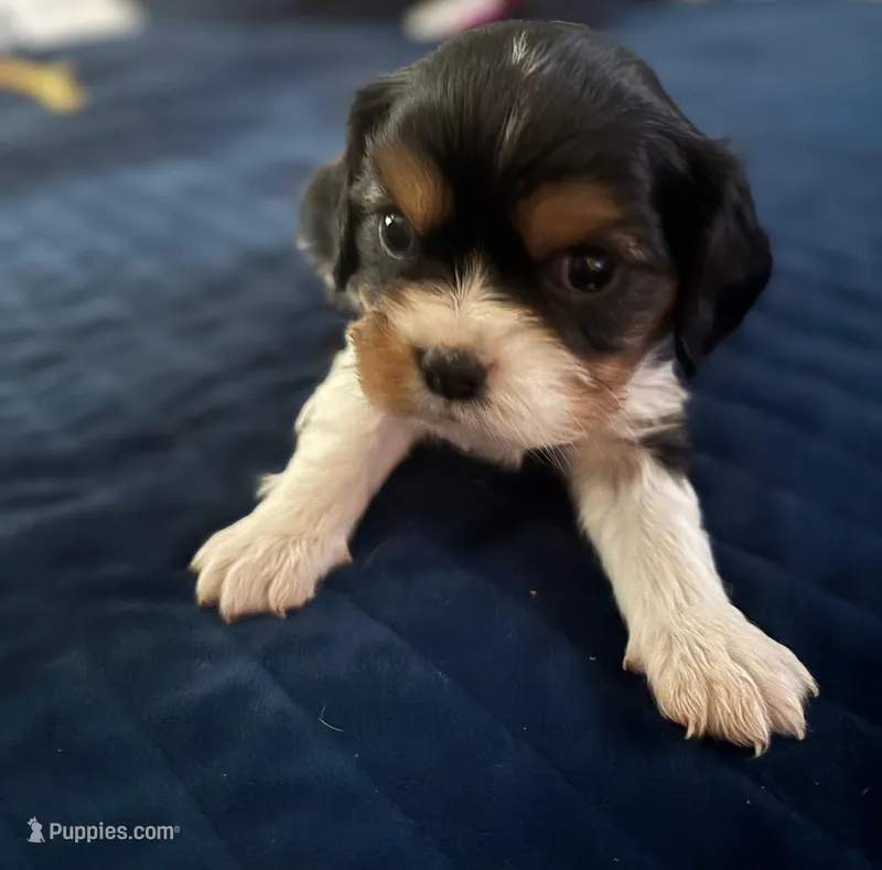 Tri-color male yellow collar