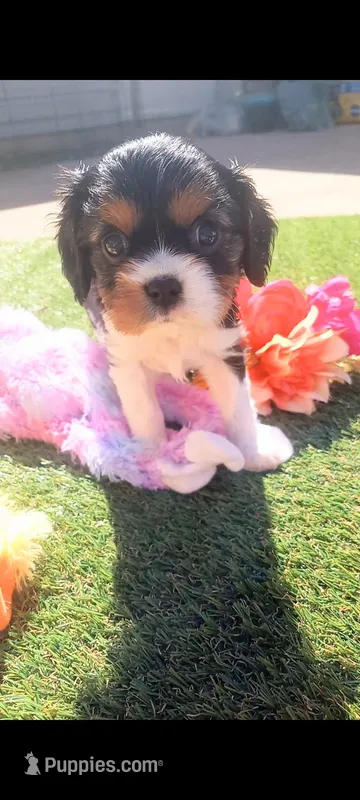 Tri-color male yellow collar