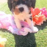 Tri-color male yellow collar, a male Cavalier King Charles Spaniel for sale in Abilene, TX – Photo 6 of 7