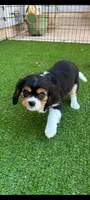 Tri-color male yellow collar, a male Cavalier King Charles Spaniel for sale in Abilene, TX – Photo 3 of 7
