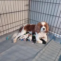 Tri-color male yellow collar, a male Cavalier King Charles Spaniel for sale in Abilene, TX – Photo 7 of 7