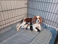 Tri-color male yellow collar, a male Cavalier King Charles Spaniel for sale in Abilene, TX – Photo 8 of 8