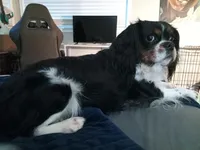 Tri-color male yellow collar, a male Cavalier King Charles Spaniel for sale in Abilene, TX – 8 of 9