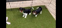 Tri-color male yellow collar, a male Cavalier King Charles Spaniel for sale in Abilene, TX – 6 of 9