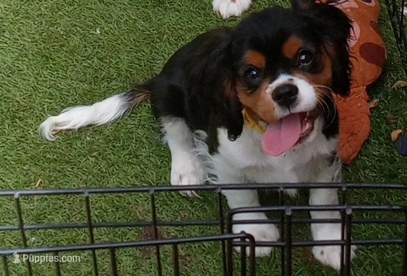 Tri-color male yellow collar – Cavalier King Charles Spaniel puppy for sale in Abilene, TX
