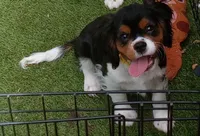 Tri-color male yellow collar, a male Cavalier King Charles Spaniel for sale in Abilene, TX – 3 of 9