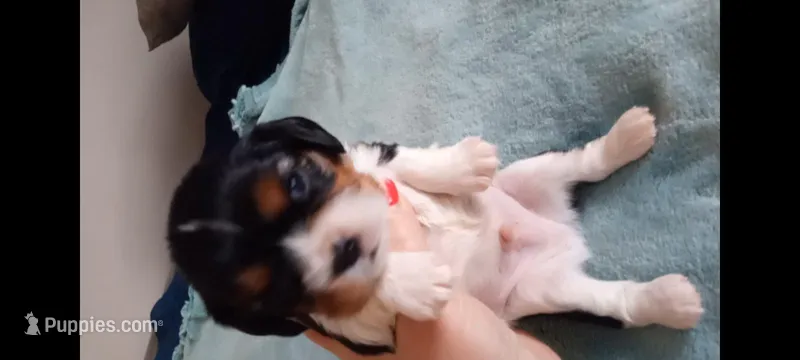 Tri-color male yellow collar