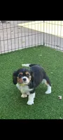 Tri-color male yellow collar, a male Cavalier King Charles Spaniel for sale in Abilene, TX – Photo 5 of 7