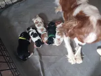 Blenheim Girl Pink Collar, a female Cavalier King Charles Spaniel for sale in Abilene, TX – Photo 3 of 5