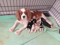 Blenheim Girl Pink Collar, a female Cavalier King Charles Spaniel for sale in Abilene, TX – Photo 4 of 5