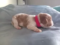 Blenheim Girl Pink Collar, a female Cavalier King Charles Spaniel for sale in Abilene, TX – Photo 1 of 5