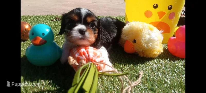 Tri-color male green collar