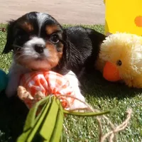 Tri-color male green collar, a male Cavalier King Charles Spaniel for sale in Abilene, TX – Photo 4 of 7