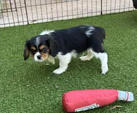 Tri-color male green collar, a male Cavalier King Charles Spaniel for sale in Abilene, TX – Photo 3 of 7